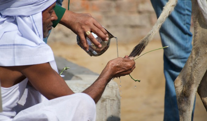 Cow donation ritual: Crossing the mythical river,&nbsp;Vaitarni